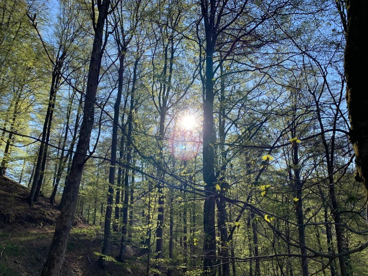Appartement Forest View In Winterberg Sauerland *